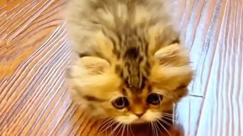 Funny cat,cat after drinking, funny video worry funny video,