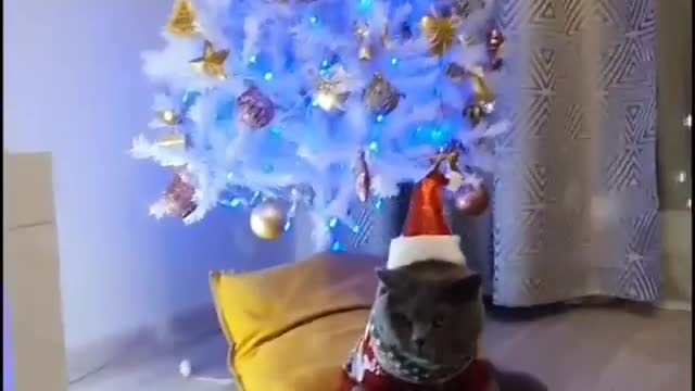 Fast transformation in the New Year's cat