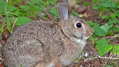 rabbits interesting facts