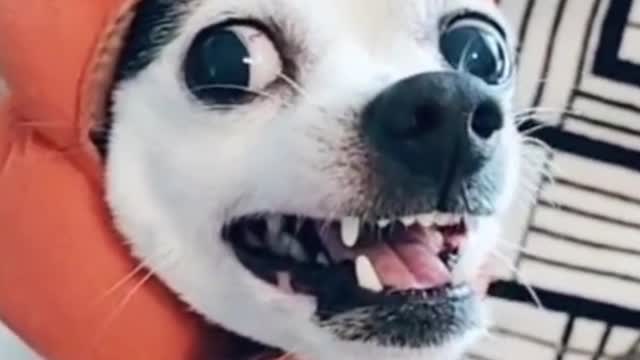 Funny Dog !