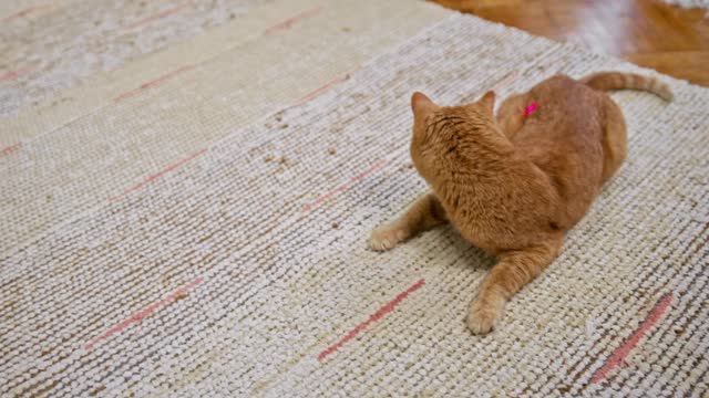 Cat tries to catch laser pointer!