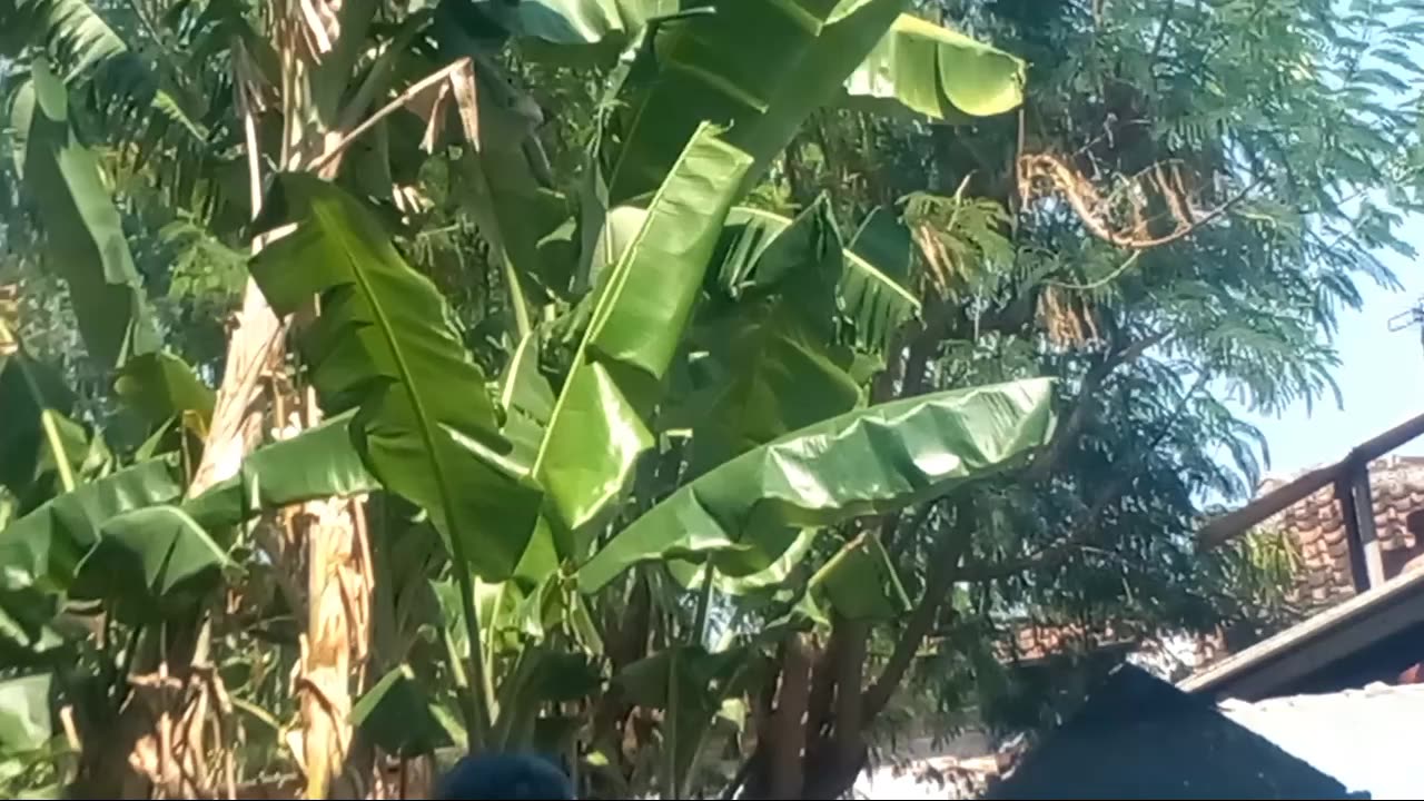 Are there still banana trees around where you live?