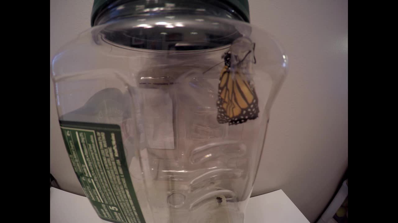 Monarch hatching 6-27-2021