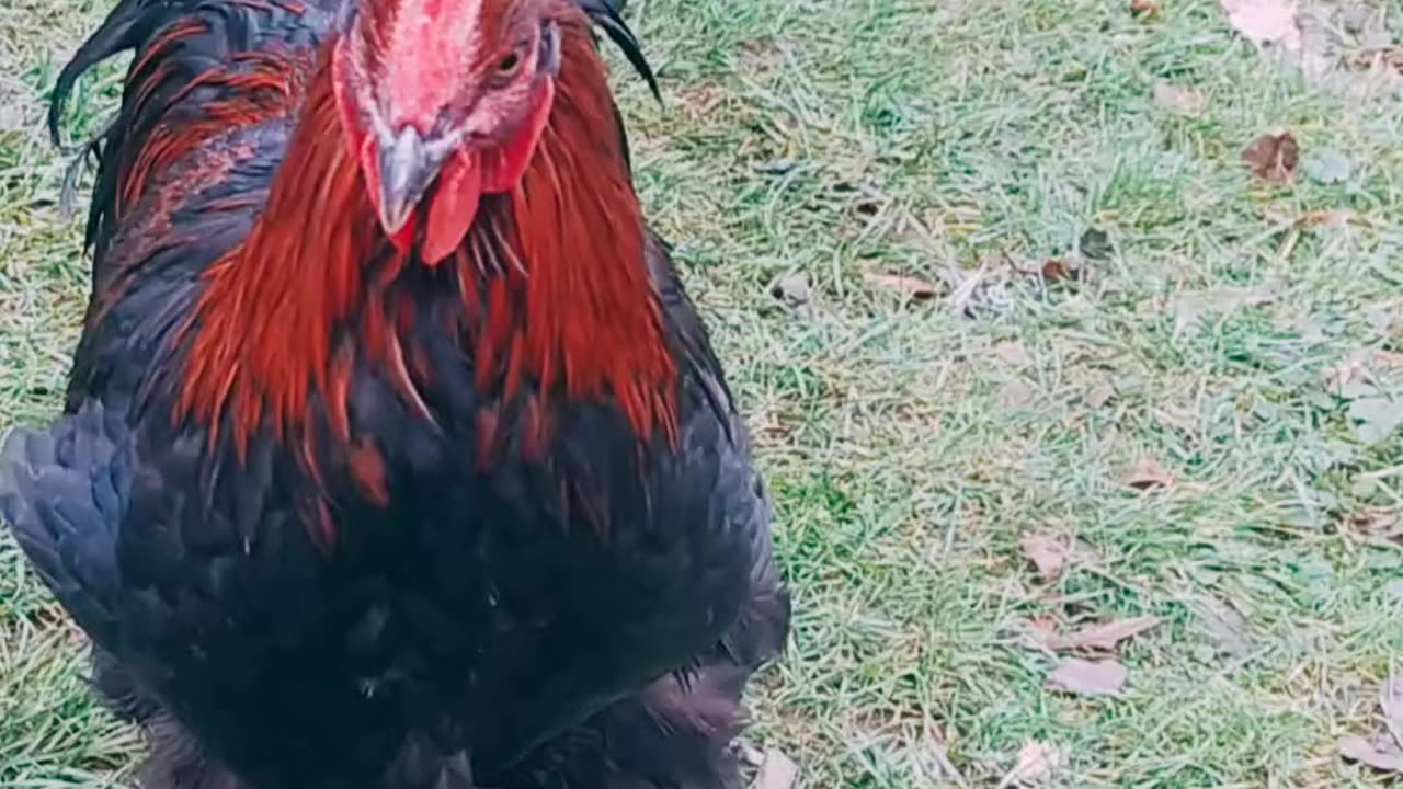 My rooster, Szafirek, eats out of my hand!