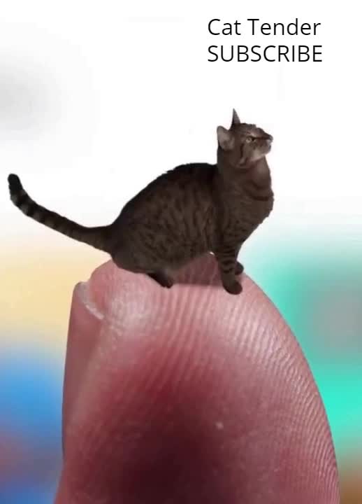 World's Smallest Cat - Cute