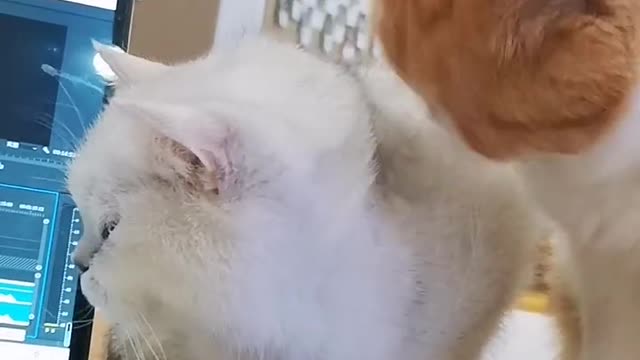 Two cute kittens are fighting. You will like it