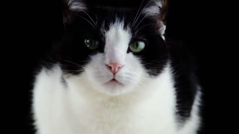 Beautiful Cat