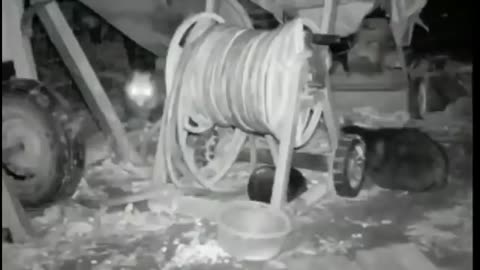 Funny Moments of animals 🤣