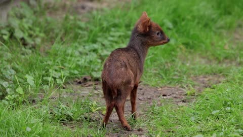 Polish zoo seeks name for newborn deer of tiny endangered species