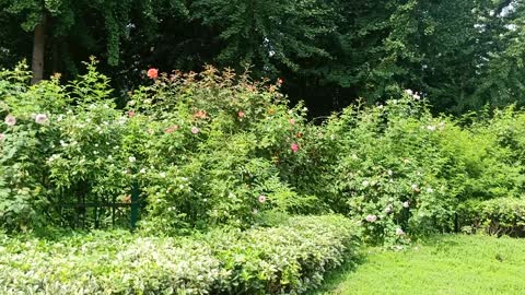 Wall full of flowers, very bright