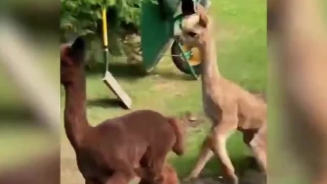 Funny animals!