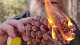 PINE CONES can be a great Firestarter