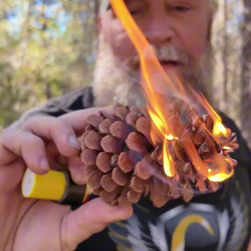PINE CONES can be a great Firestarter