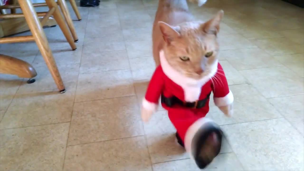 Cat Dreseed As Santa Does Can-Can Dance 😍