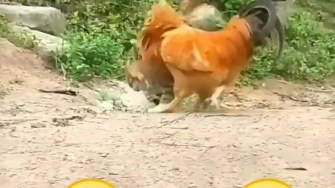 Funny Animal Videos - Funny Cats / Dogs!!!