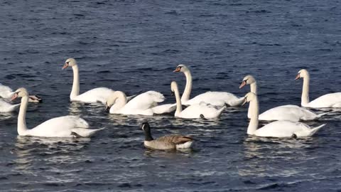 Swans