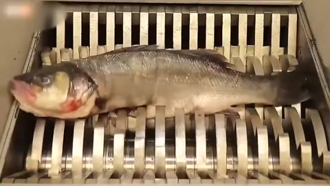 Fish VS shredder machine