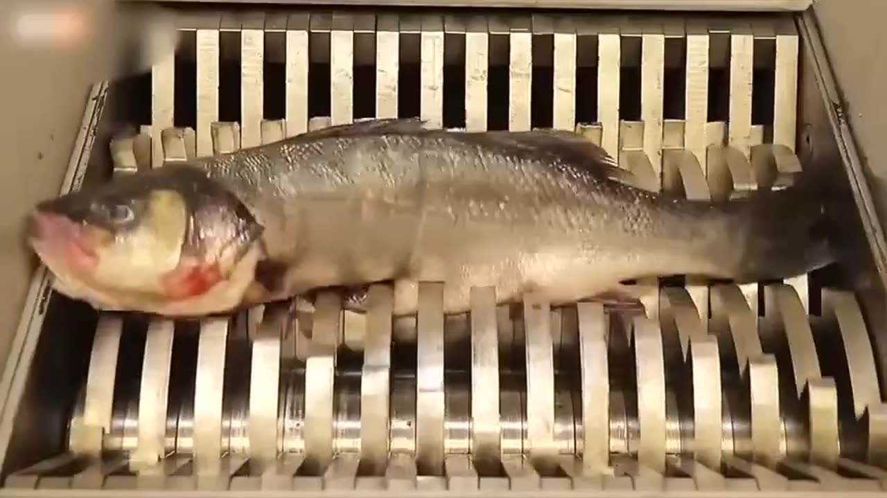 Fish VS shredder machine