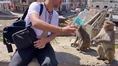 ANIMALS THAT ASK PEOPLE FOR HELP