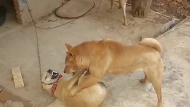 Three dogs fighting for territory