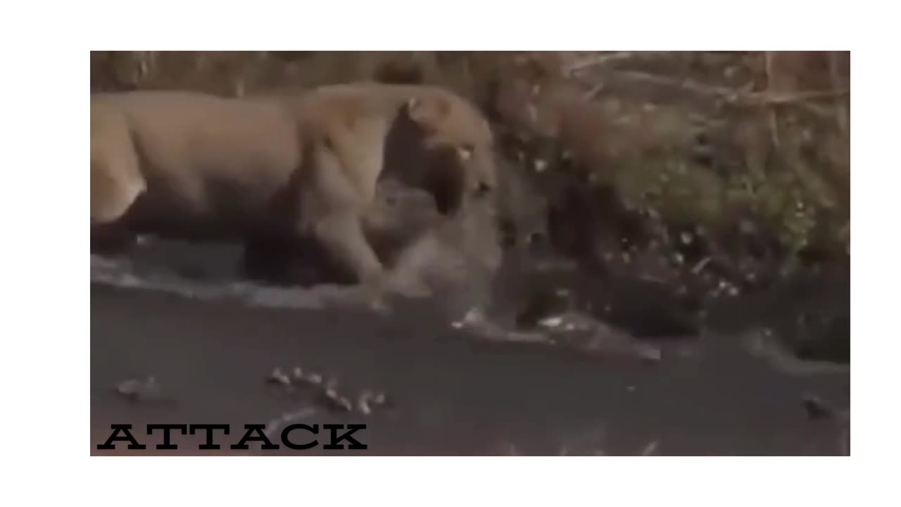 Lion vs Crocodile: Epic Predator Showdown!