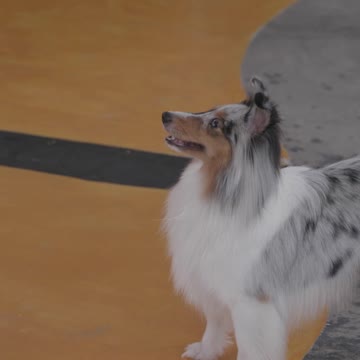 dog is so excited to show his jumping skills
