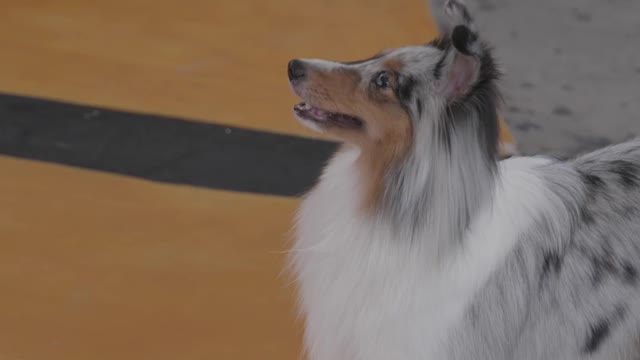 dog is so excited to show his jumping skills