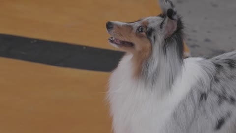 dog is so excited to show his jumping skills