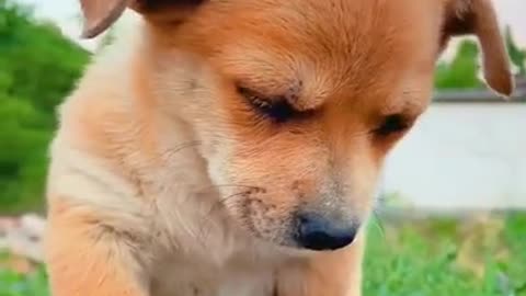 Adorable Moments: Cute Dog's Actions to Brighten Your Day!