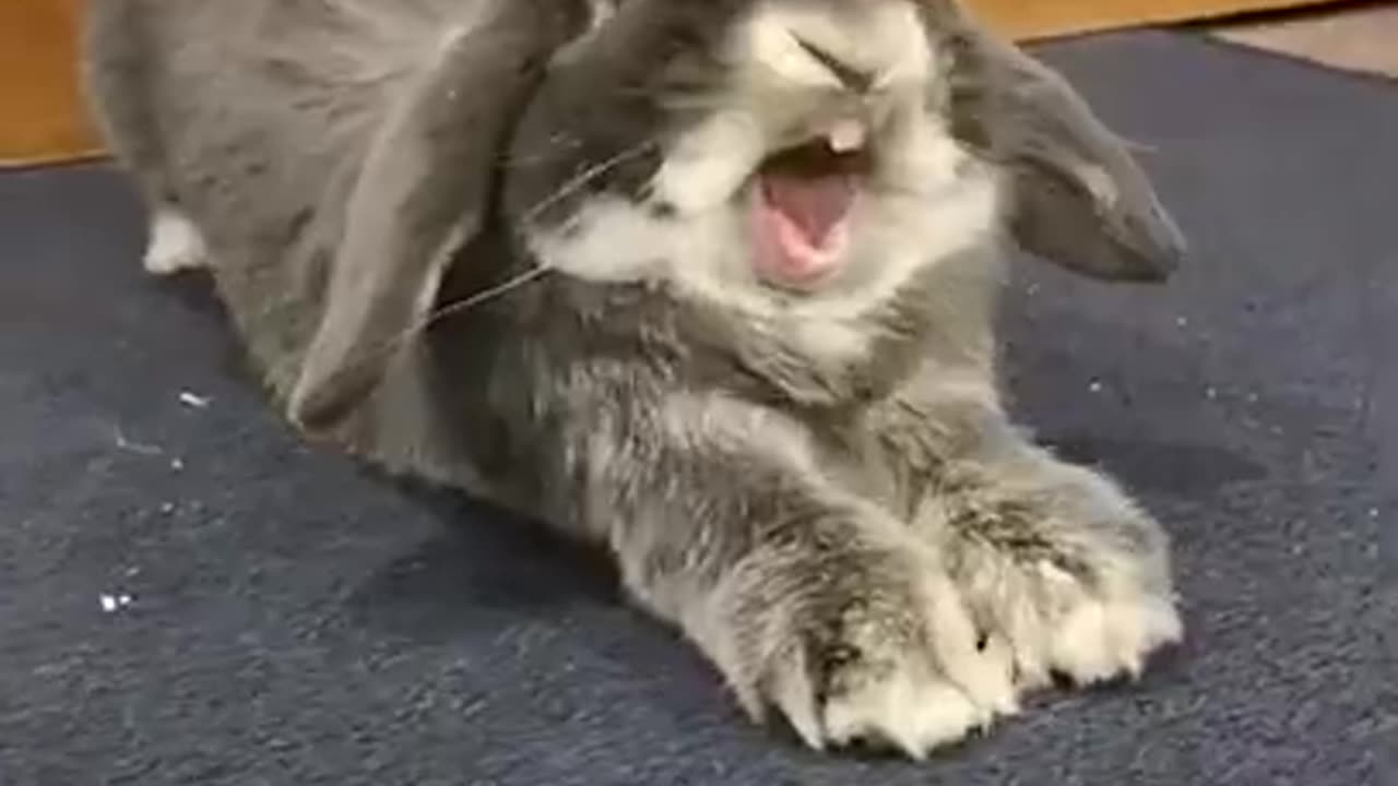 Laughing Bunny 🐰!!!