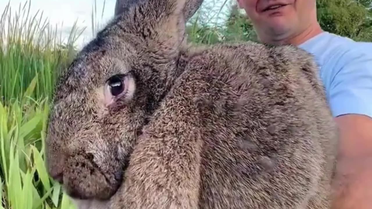 Wait, Is That a Rabbit or a Dog? Meet the Continental Giant Rabbit! 🐰🐕‍🦺