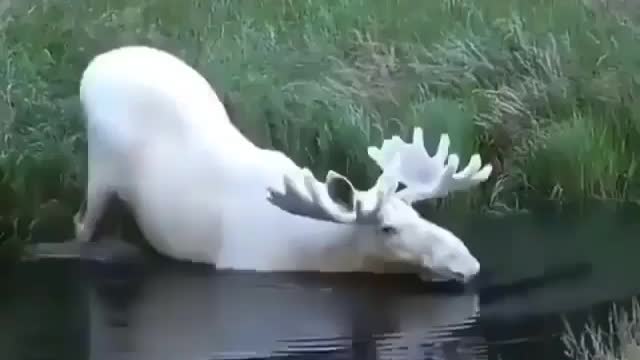 This is a beautiful and charming water-dwelling species