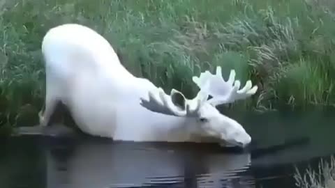 This is a beautiful and charming water-dwelling species