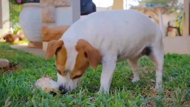 Funny dog video naughty dog dog training