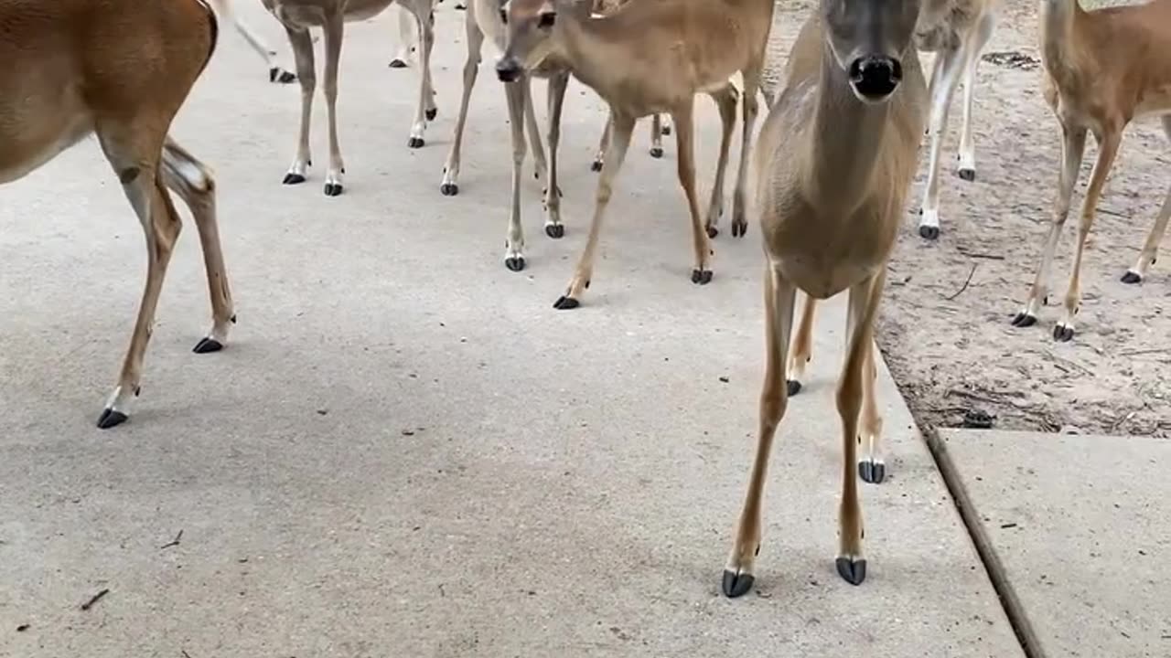 Deer Herd Hang Outside Garage For Nose Boops