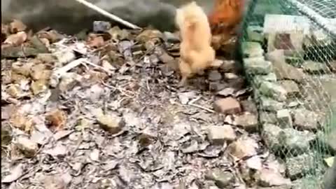 Funny Chicken & Cat Fight