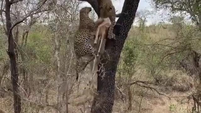 2 Leopards help each other hide food from hyenas