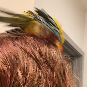 Parrot Uses His Mom as a Towel