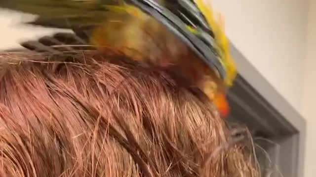 Parrot Uses His Mom as a Towel
