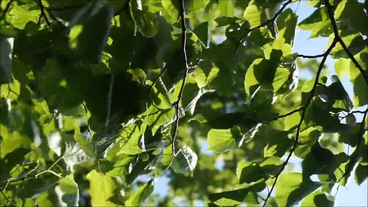 Soothing view of wind blowing green leaves