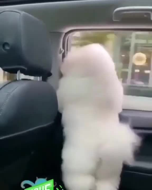 Dancing poodle #shorts # #poodles #dogs #standardpoodle