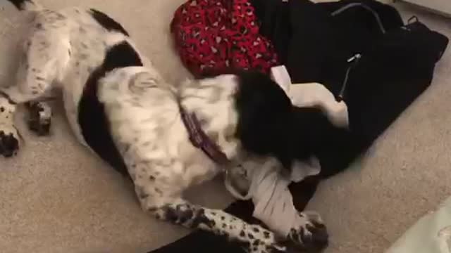 Dog eats human clothes