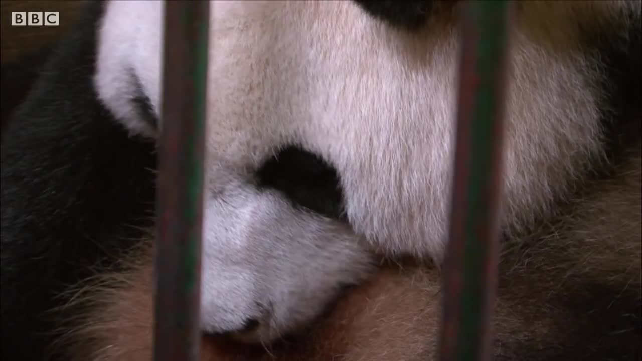 Giant Panda Gives Birth to Twin Baby Pandas | BBC Earth