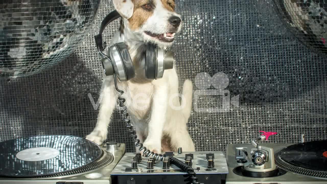 Watch how this musical pooch plays on rap