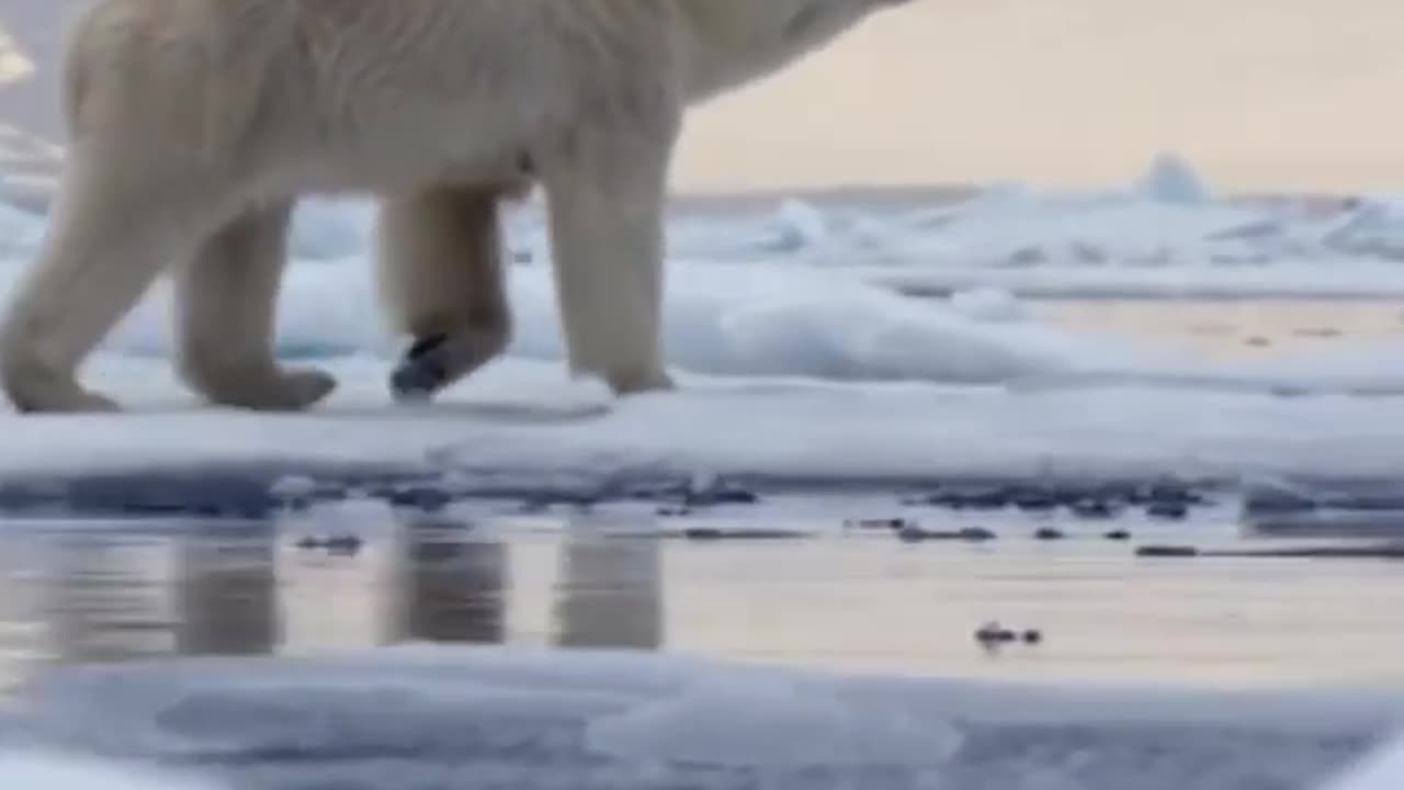 Wildlife