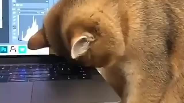 Work from home funny cat video