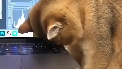 Work from home funny cat video