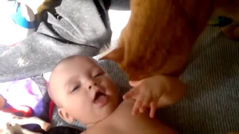 Sincere love between babies and pets