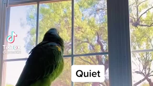 He is just repeating what he hears all day. The last phrase was funny