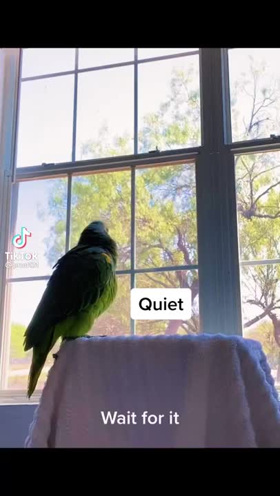 He is just repeating what he hears all day. The last phrase was funny